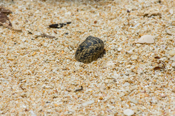 Close up of Hermit crab with beautiful shell on large grain sand beach.