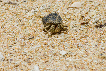 Close up of Hermit crab with beautiful shell on large grain sand beach.