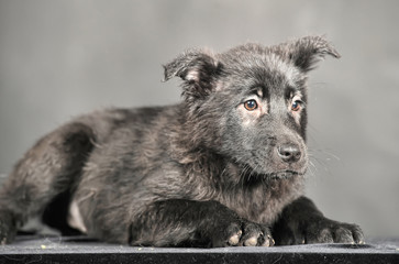 black mongrel puppy in studio