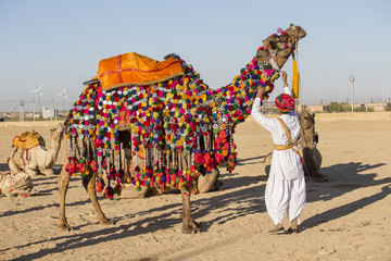 Kameel en Indiase mannen nemen deel aan Desert Festival. Jaisalmer, Rajasthan, India