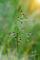 Drop dew and wild grass in the nature.