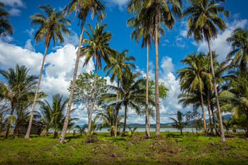 Fototapeta na wymiar Grove of Coconut Trees along the sea in San Vicente, Palawan