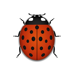 Ladybug small icon. Red lady bug sign, isolated on white background. 3d volume design. Cute colorful ladybird. Insect cartoon beetle. Symbol of nature, spring or summer. Vector illustration