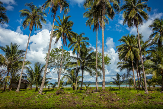Grove of Coconut Trees along the sea in San Vicente, Palawan Stock Photo |  Adobe Stock