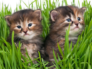 Cute little kittens