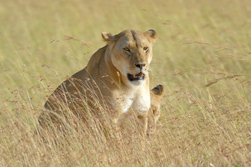 Lion in National park of Kenya