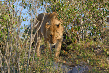 Lion in National park of Kenya