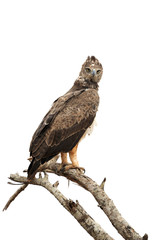 Tawny eagle (Aquila rapax) sitting on a branch tree