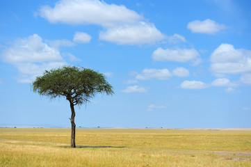 Fototapeta na wymiar Landscape with tree in Africa