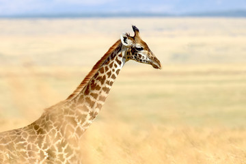 Fototapeta premium Giraffe in National park of Kenya