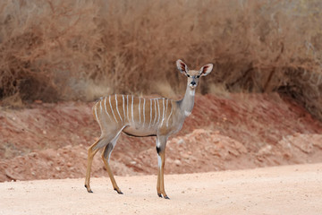 Obraz na płótnie Canvas Greater kudu (Tragelaphus strepsiceros)