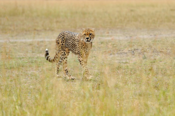 Wild african cheetah