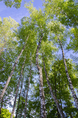 Fototapeta premium birch in the sky, the tops of the birches, birches, sky, height