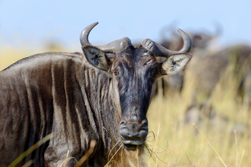 Wildebeest in National park of Africa