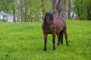 horse on the grass
