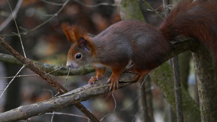 Eichhörnchen