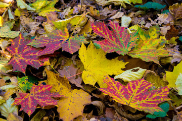 Autumn colorful leaves on the ground