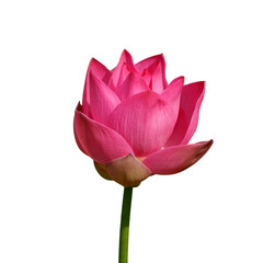 Beautiful lotus on white background.