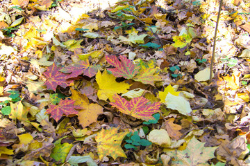 Autumn colorful leaves on the ground