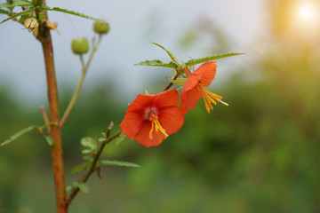 Orange wild grass in the nature.