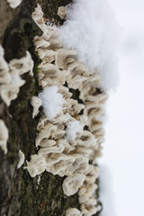 Inedible snowy fungus on the bark of a tree.