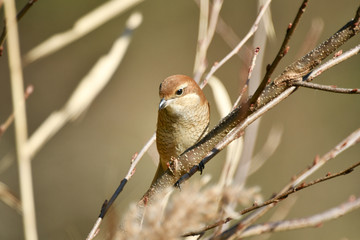 止まり木の百舌鳥