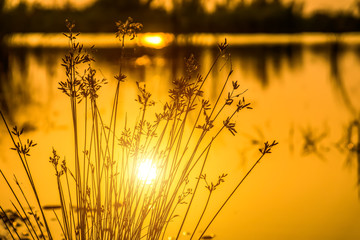 Flower grass and sunset sky at the lake.