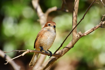 止まり木の百舌鳥