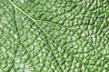 Pattern of green leaf texture for background .