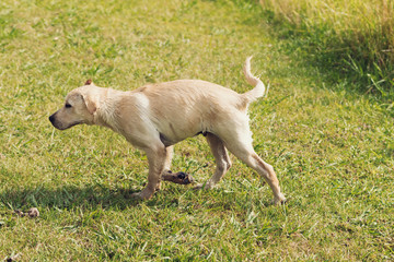 Naklejka na ściany i meble A series of images of a white labrador retriever puppy shaking water of him, with a grassy background.