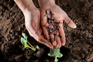 Regenwürmer in Händen gehalten über dunkler Gartenerde und Kohlrabi Pflanzen