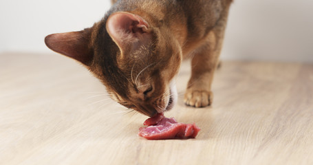 abyssinian cat eating meat on table, 4k photo