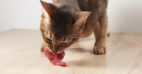 abyssinian cat eating meat on table, 4k photo