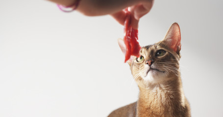 abyssinian cat sniff beef meat, 4k photo