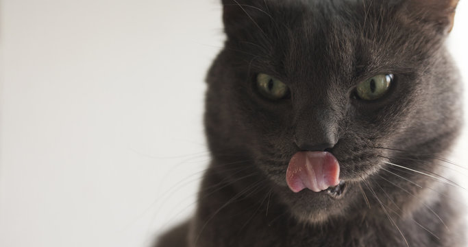 big gray cat licks near window, 4k photo