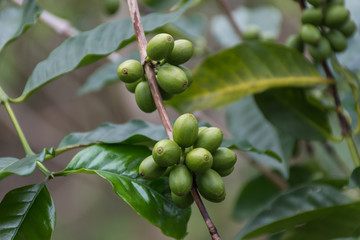 Grains de café, Ella, Sri Lanka