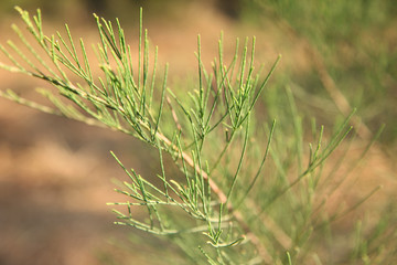  She oak abstract patterns of nature