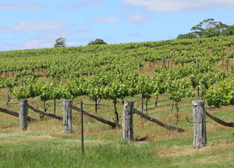 Fototapeta na wymiar rows of grape vines growing at a vineyard