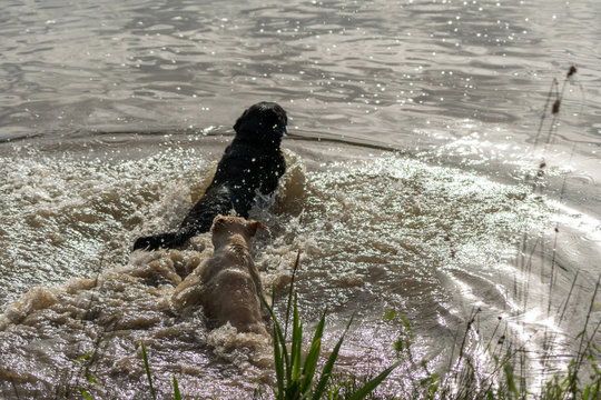 A series of consecutive images of two dogs, Labrador Retrievers, jumping into a lake and playing in the water.