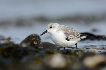 Sanderlinge am Strand auf Nahrungssuche im Frühjahr