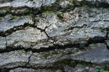 bark tree texture background
