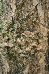 bark tree texture background