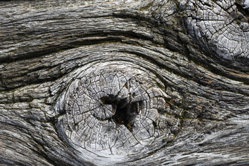 wood texture background