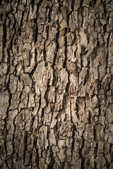 Fototapeta premium old tree texture background