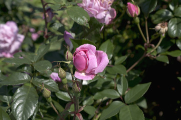 チャイナローズ、コウシンバラ