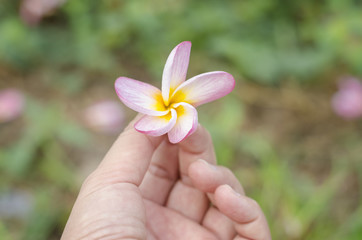 plumeria flower in hand
