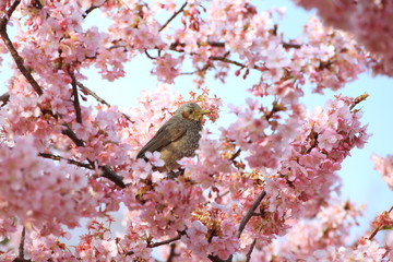 河津桜とヒヨドリ