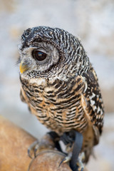 Little owl