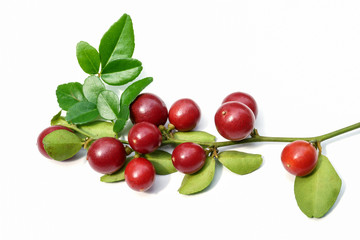 Super fruit, Scientific name Carissa carandas Linn.