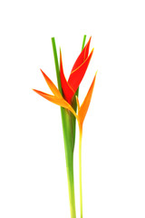 Beautiful Heliconia flower blooming on isolate white background.